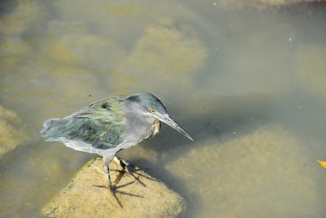 lava gull6.JPG - Galapagos