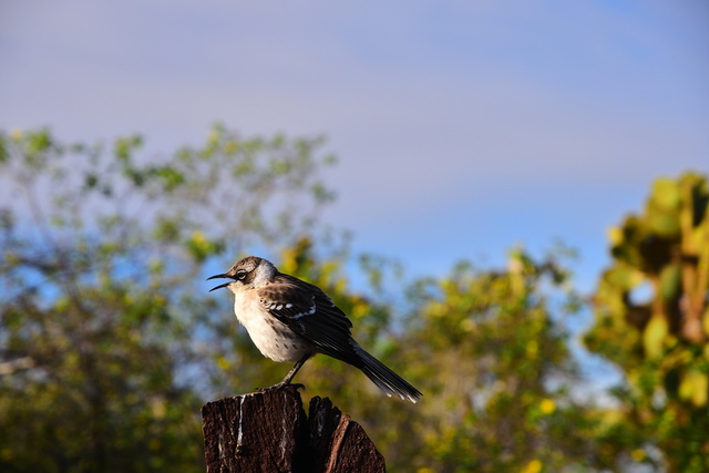 finch1.JPG - Galapagos