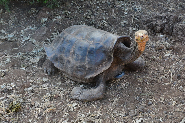 cruz14.JPG - Galapagos