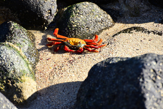 crab1.JPG - Galapagos