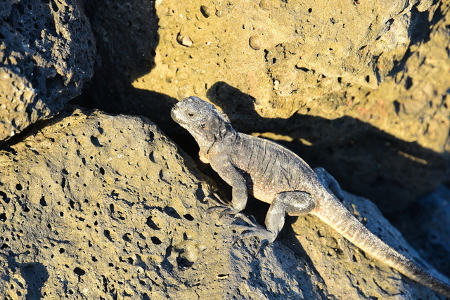 Miguana22.JPG - Galapagos