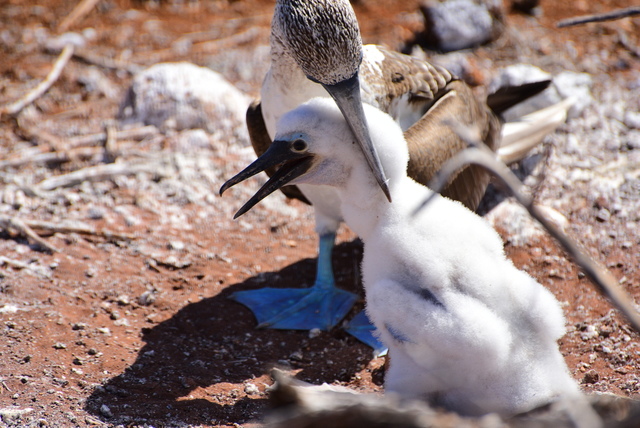 booby65.JPG - Galapagos