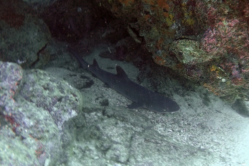 dive9_r.jpg - Galapagos