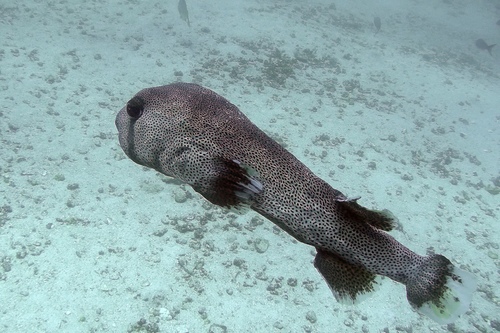 dive11_r.jpg - Galapagos