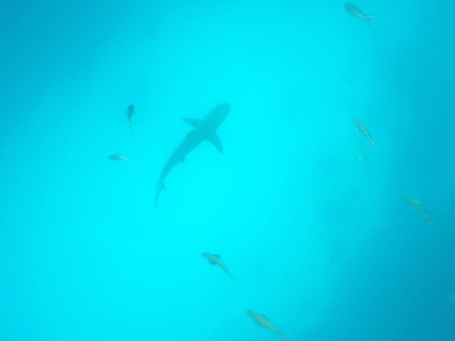 tour_shark1_r.jpg - Galapagos