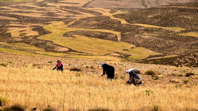 Bedouin1.jpg - 2016.05 Jordan