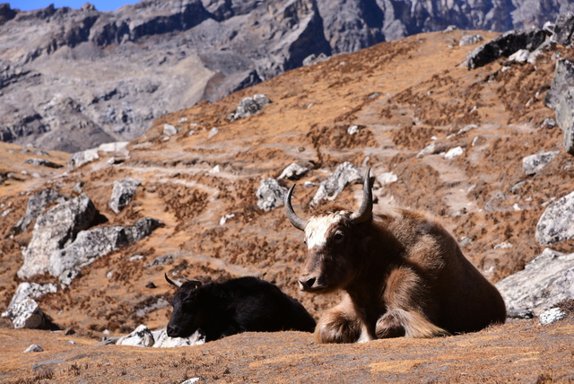 DSC_2296.JPG - 2018.11 尼泊爾EBC+Gokyo 15日健行