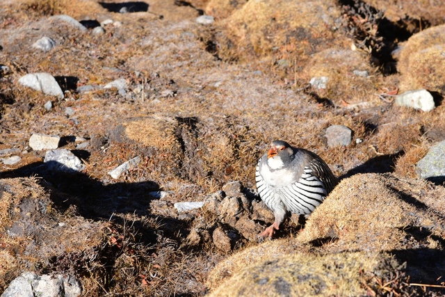 chicken_r.jpg - 2018.11 尼泊爾EBC+Gokyo 15日健行