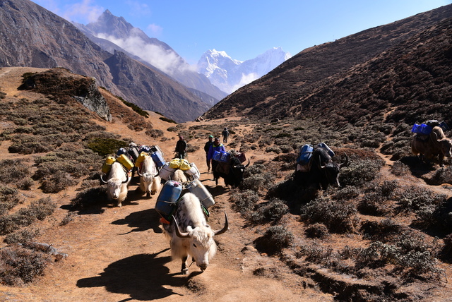 DSC_2589.JPG - 2018.11 尼泊爾EBC+Gokyo 15日健行