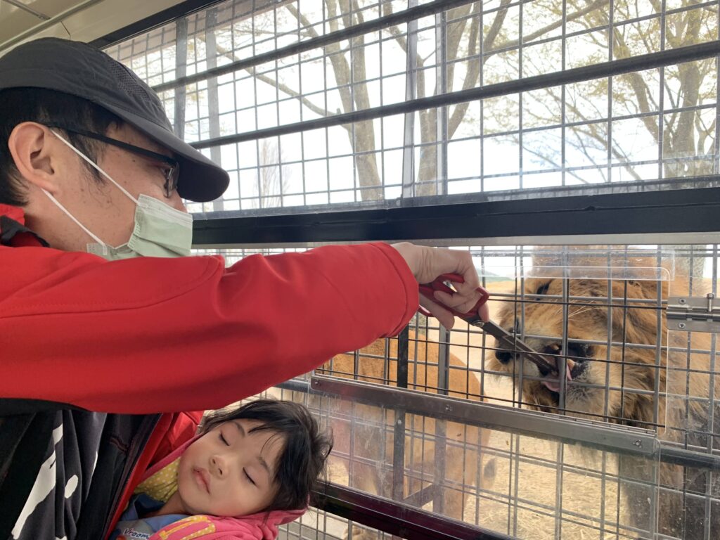 九州自然動物園，叢林巴士，餵食獅子